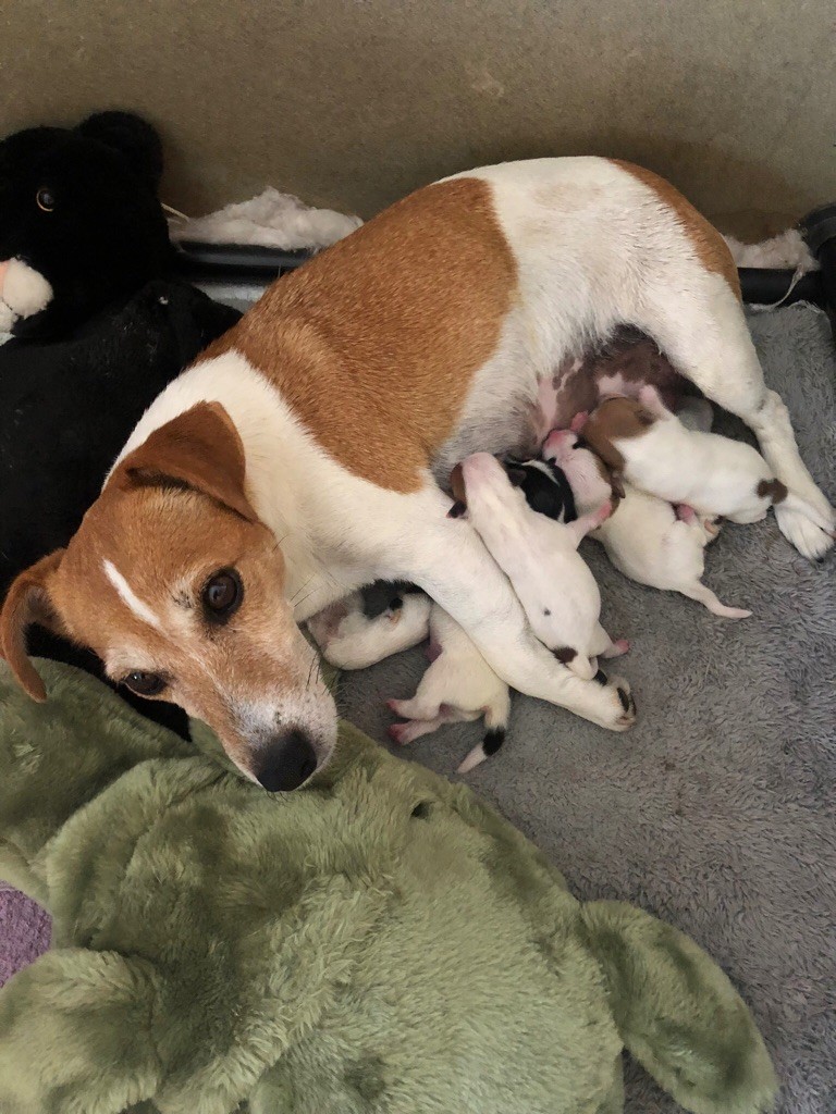 de l'oustau de can - Les bébés sont nés 