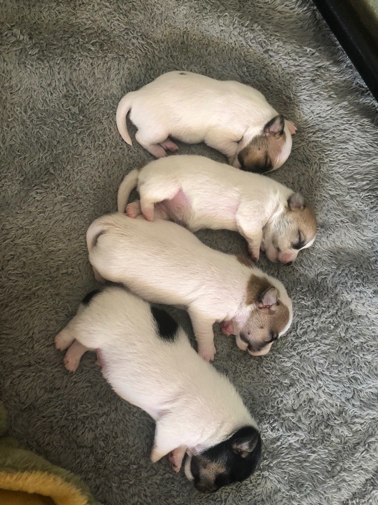 Chiot Jack Russell Terrier de l'oustau de can