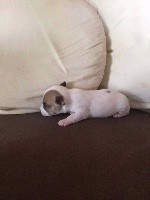 CHIOT